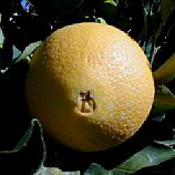 Laranja Navel