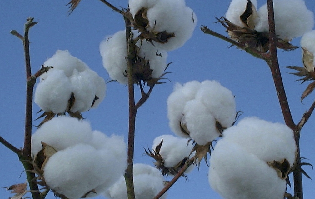 algodão