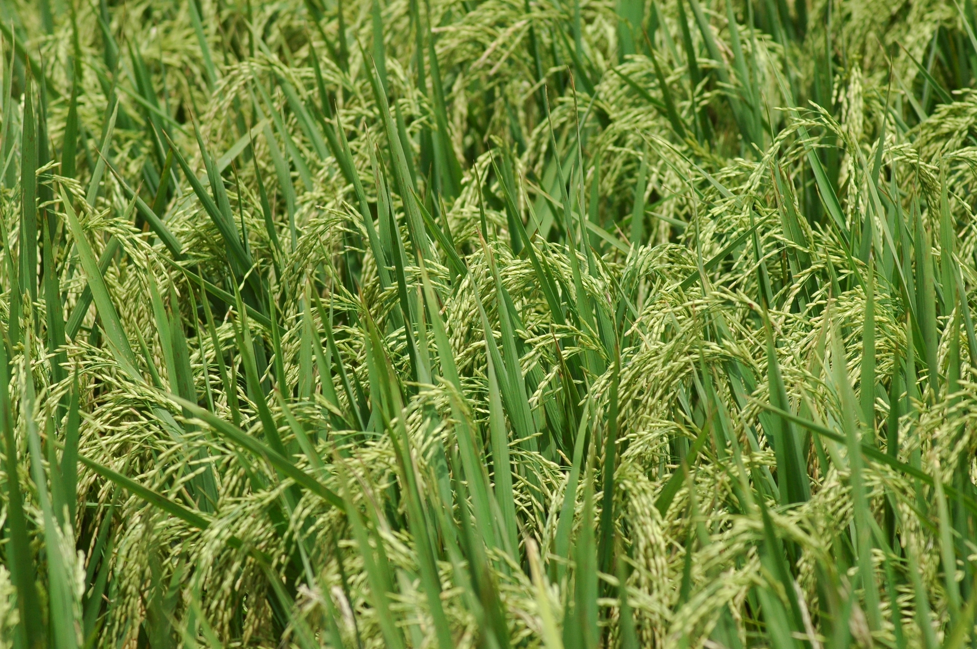 arroz