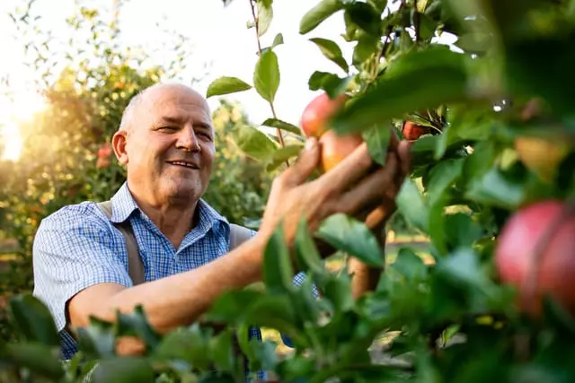 Entenda Qual é a Importância do Enxofre Para Plantas