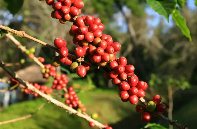 Pé de café com grãos maduros