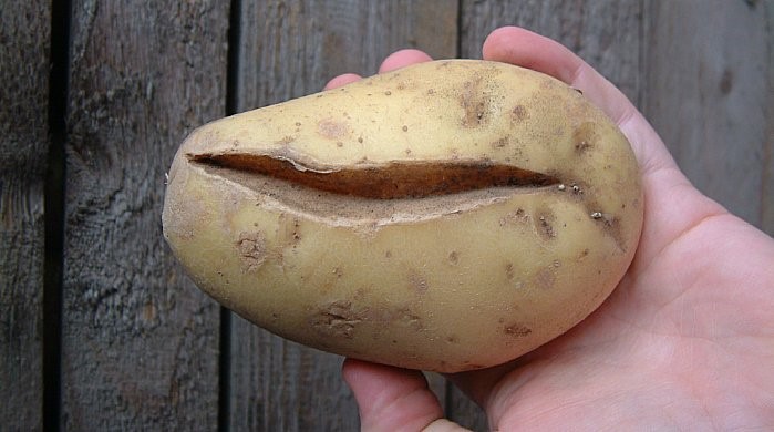 Água em excesso pode resultar em divisão do tubérculo