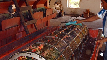 Qualidade dos grãos