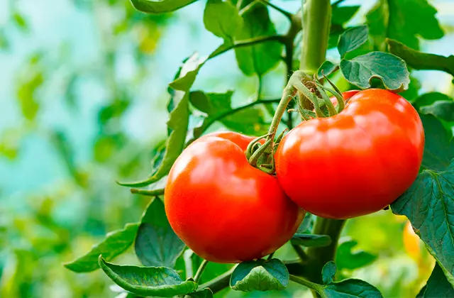 Pé de tomate com dois tomates maduros