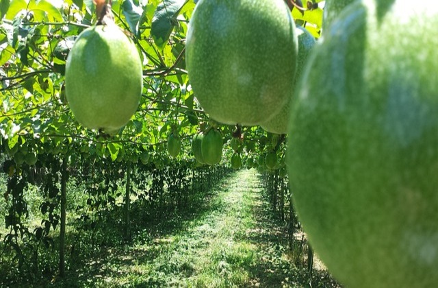 Plantação de maracujás verdes