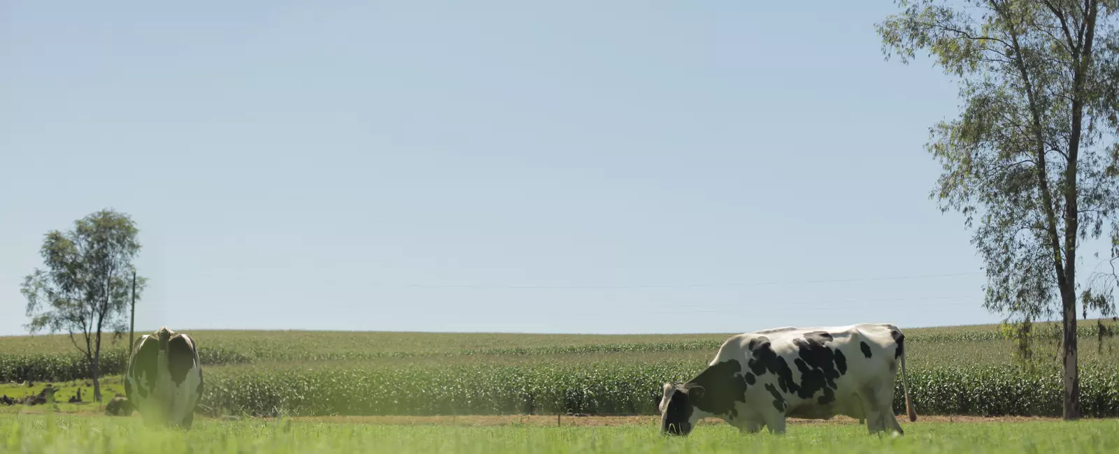 Vacas no pasto com céu ao fundo