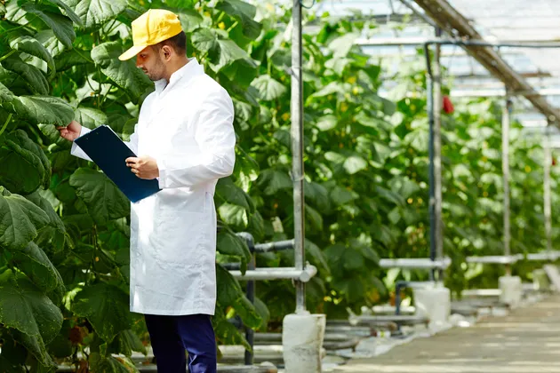 Homem com boné amarelo observando folha da Planta