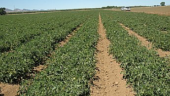 Crescimento vegetativo