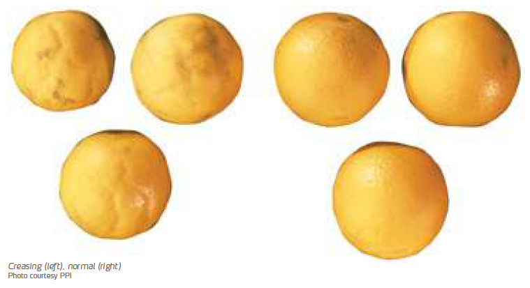 Trinca de Albedo e Plugging