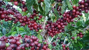 Características do café