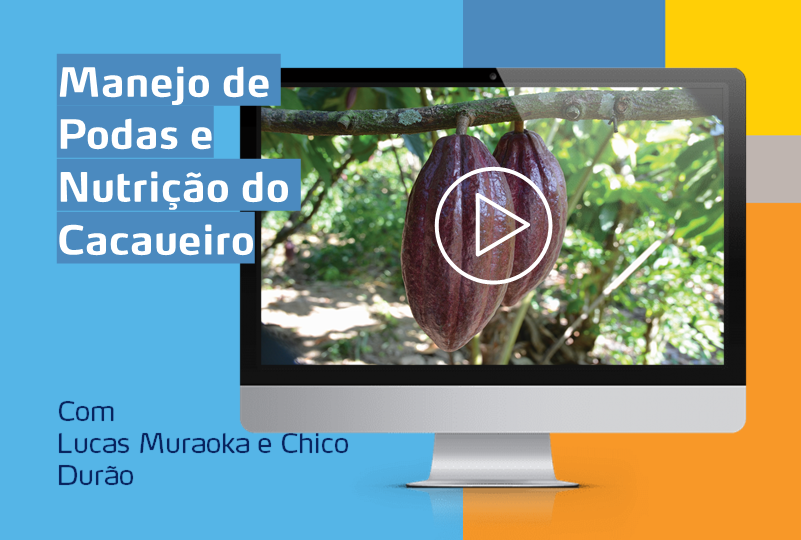 card com planta de cacau